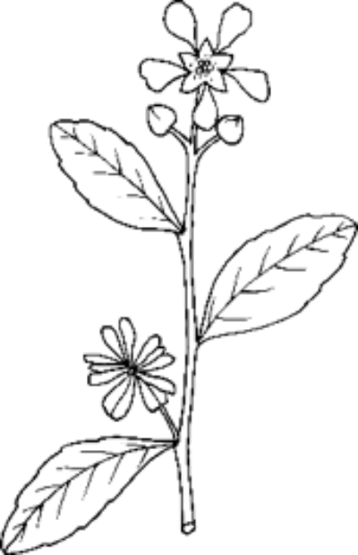Illustration of quillaja saponins