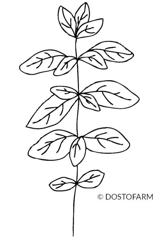 Dosto-Illus-Equisolvan-3Oregano Illustration: Oregano
