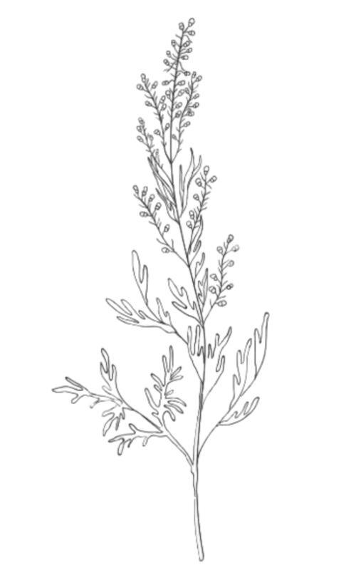 Dosto-Illus-Equisolvan-Wormwood Illustration of wormwood extract